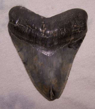 Megalodon Shark Tooth Sharp 3 1/2 " Fossil Real Sharks Teeth - No Restorations