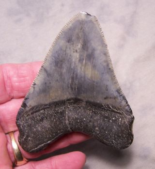 Megalodon Shark Tooth Sharp 3 1/2 