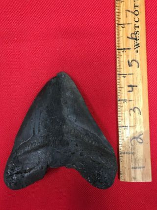 Ancient Museum Prepped Megalodon Shark Tooth - 23/3.  6 Million Years Old - Rrmtr8