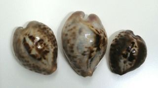 Shell Cypraea Teulerei Oman 50,  9 - 35,  5 Mm Selected Trio Of Different Patterns