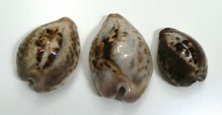 Shell CYPRAEA TEULEREI Oman 50,  9 - 35,  5 mm selected trio of different patterns 2