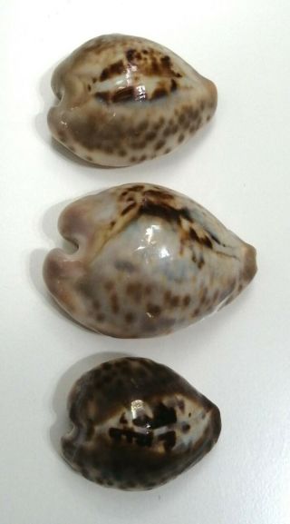 Shell CYPRAEA TEULEREI Oman 50,  9 - 35,  5 mm selected trio of different patterns 3