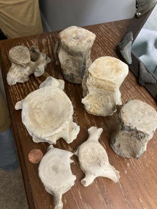 Fossil Whale Vertebrae Lowcountry Sc Group Of 7