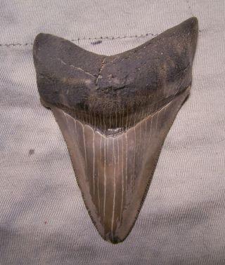 Megalodon Shark Tooth Sharp - 3 5/8 " Gem Fossil Sharks Teeth - No Restorations
