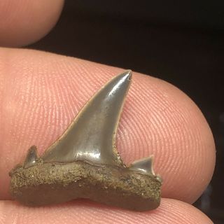 Rare Fossil Eocene Shark Tooth From Lake Nacogdoches Texas Wolf Family Coll.
