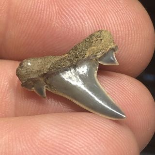 Rare Fossil Eocene Shark Tooth From Lake Nacogdoches Texas Wolf Family Coll. 2