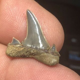 Rare Fossil Eocene Shark Tooth From Lake Nacogdoches Texas Wolf Family Coll. 3