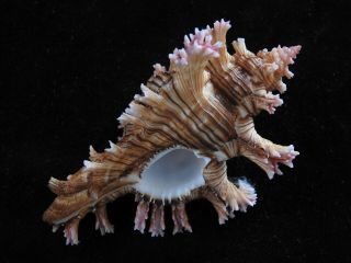 Sea Shells Chicoreus Palmarosae 94.  8mm Id 5896