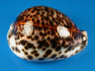 Cypraea Tigris Lorenzi,  Dark Pattern,  86.  2mm,  Marquesas Shell