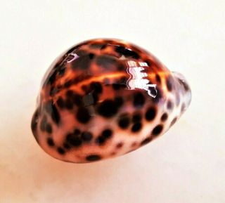 Seashell Cypraea Tigris Stocky Pearl Rarity Shell