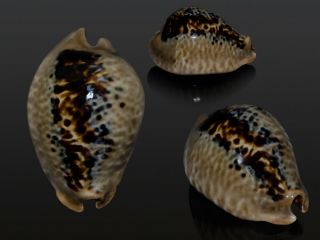 Seashell Cypraea Mus Mus Fantastic Dark Pattern Giant 54.  5 Mm