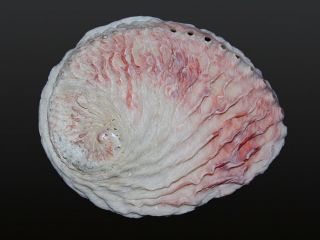 Seashell Haliotis Midae White Best Of The Best Big 154.  6 Mm