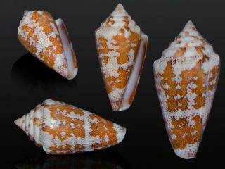Seashell Conus Curassaviensis Exceptional Shell Rare F,  39.  8 Mm