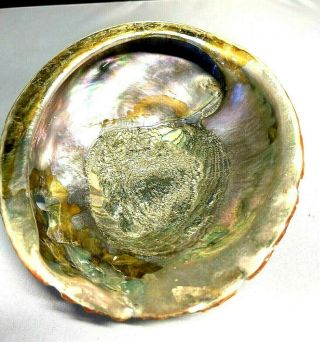 Large Mother Of Pearl / Abalone? Sea Shell Bn - 444