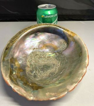 LARGE MOTHER OF PEARL / ABALONE? SEA SHELL BN - 444 3