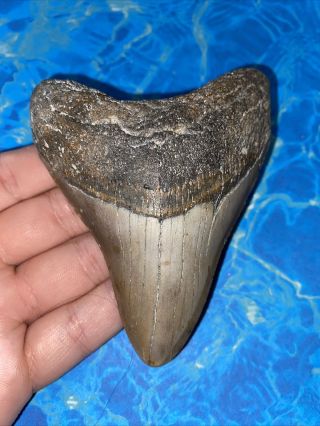 Megalodon Shark Tooth 4.  01” Huge Teeth Big Meg Scuba Diver Direct Fossil 3486