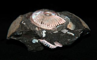Ammonite Amoeboceras Regulare Fossil Russia