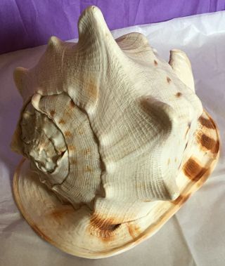 Jumbo Queen Horned Tiger Striped Conch Shell Seashell Beach Nautical Collectible