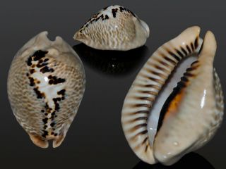 Seashell Cypraea Mus Donmoorei Superba Unusual Pattern 60.  9 Mm