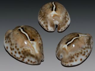 Seashell Cypraea Teulerei Fantastic Pattern Colorful 48.  3 Mm