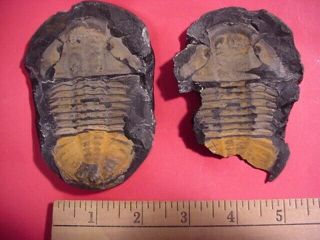 A 3 1/2 Inch Hoekaspis Fossil Trilobite From The Ordovician Period Of Bolivia