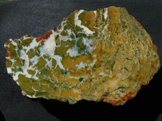 Rimrock: 14.  60 Lbs Hampton Butte Petrified Wood Rough Thick Slab