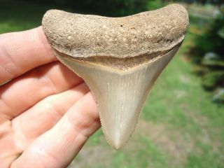 Top Quality Megalodon Shark Tooth Florida Fossils Sharks Teeth Great White Mako