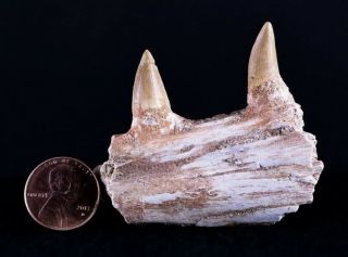 2.  2 " Platecarpus Mosasaur Fossil Teeth Jaw Bone Cretaceous Dinosaur Era