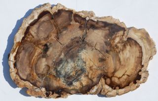 Large,  Polished Washington State Petrified Wood Round - Conifer