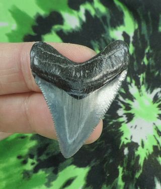 Megalodon Sharks Tooth 1 3/4 " Inch No Restorations Fossil Sharks Teeth