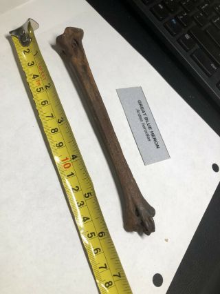 Pleistocene Fossil Bird Great Blue Heron Leg Bones From Dixie Co.  Florida
