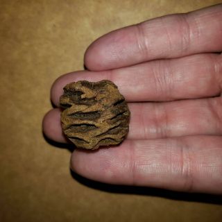 Metasequoia Pine Cone Dinosaur Age Hell Creek Cretaceous Fossil Highly Detailed