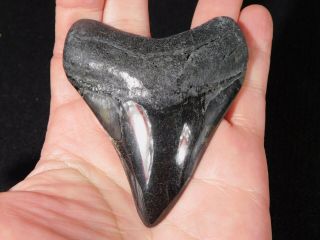 A Big Polished Carcharocles Megalodon Shark Tooth Fossil 77.  9gr