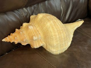 Giant 17” Horse Conch Seashell