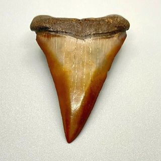 Gorgeous,  Red,  Large 2.  29 " Fossil Extinct Mako Shark Tooth