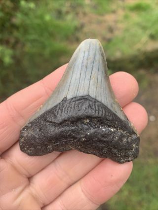 Fossil Megalodon Shark Tooth 23 - 3.  6million Years Old S.  Carolina Usa