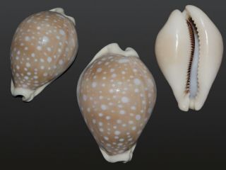 Seashell Cypraea Camelopardalis Sharmiensis Very Globular And Wide Shell 54.  9 Mm