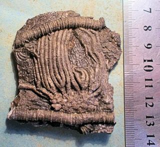 Rare,  Fine 6cm X 4cm Dilutocrinus Sp Crown; Carboniferous Of Hook Head,  Ireland