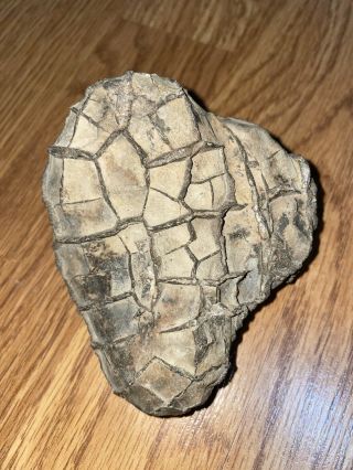 Septarian Nodule Stone - Geode Crystal Healing Stone Vintage