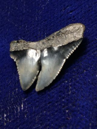 Rare Pathological Dual - Fused Crown Carcharhinus Sp.  Fossil Shark Tooth Sc