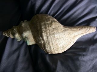 Florida Horse Conch Shell (pleuroploca Gigantea),  About 15 " Large Seashell