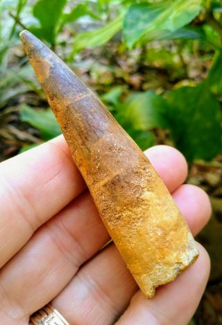 Large Spinosaurus Tooth Dinosaur Fossil Large 3.  5 " - Real Fossil Morocco