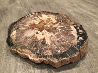 Petrified Wood Polished Round Slab 6x7 " With Bark Black Brown Cream Decorative