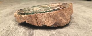 Petrified Wood Polished Round Slab 6x7 