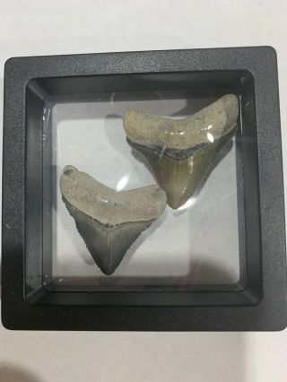 2 Bone Valley Megalodon Shark Teeth - - No Restoration