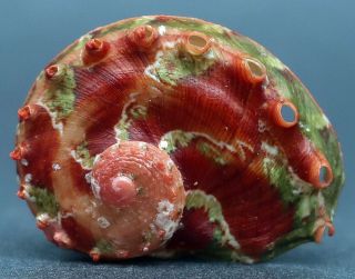 Rarely Seen Haliotis Brazieri F,  /gem,  26.  3 Mm Nsw Australia Abalone A