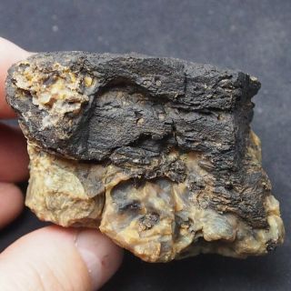 Wood,  Amber 100 Grams Sumatra Indonesia Fossil Miocene