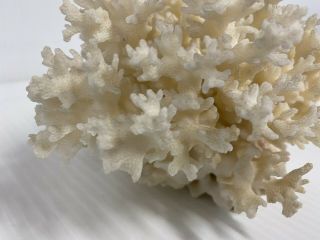 Rare Real Coral Cluster Display Decoration Natural Tank White