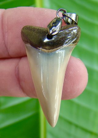 Mako Shark Tooth Necklace - 1 & 9/16 In.  Real Fossil - Jaw - Not Fake