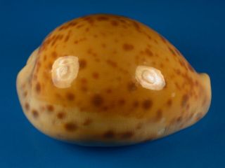 Cypraea Tigris,  Heavy Callous,  Color,  77.  5mm,  Philippines Shell